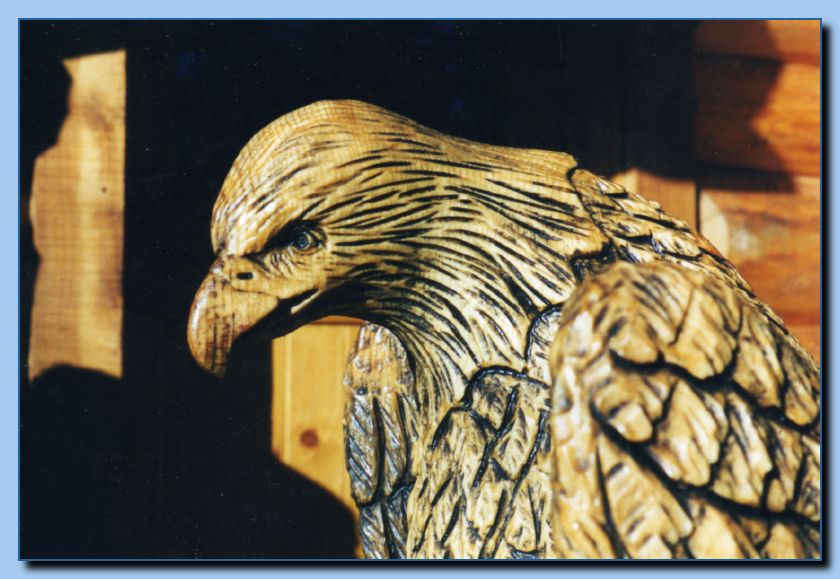 2-30 eagle  perched, half-spread wings-archive-0004